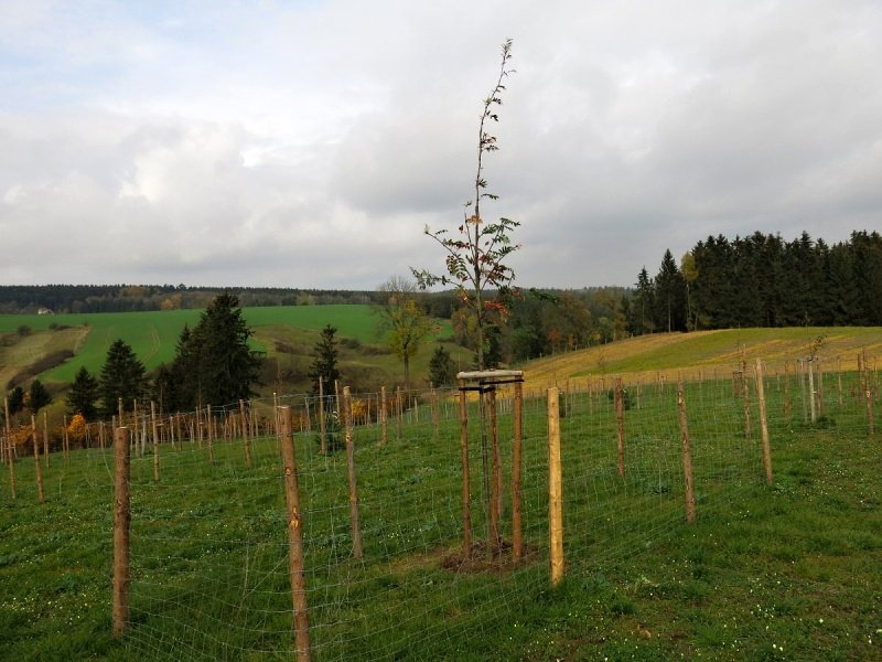 Puklice - osázení meze a pole