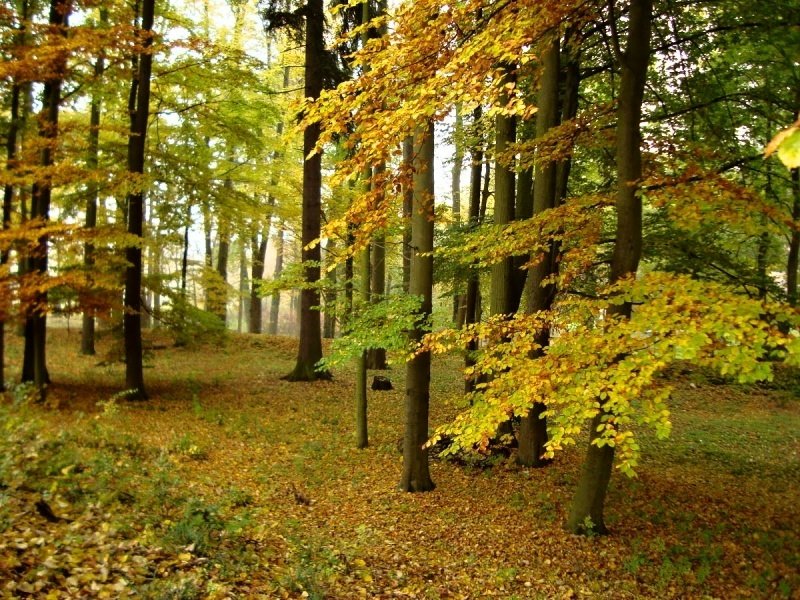 Zboží - revitalizace zámeckého parku